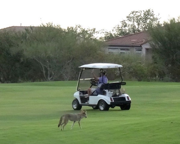 Coyote by Cart